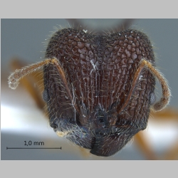 Pheidole spinicornis major Eguchi, 2001 frontal