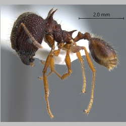 Pheidole spinicornis major Eguchi, 2001 lateral