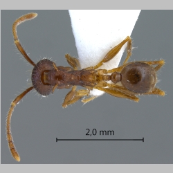 Pheidole spinicornis minor Eguchi, 2001 dorsal