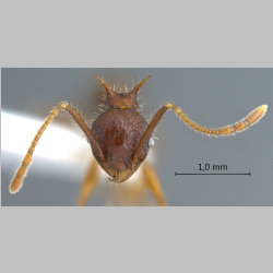 Pheidole spinicornis minor Eguchi, 2001 frontal