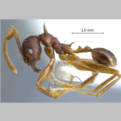 Pheidole spinicornis minor Eguchi, 2001 lateral