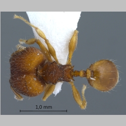 Pheidole tjibodana major Forel, 1905 dorsal