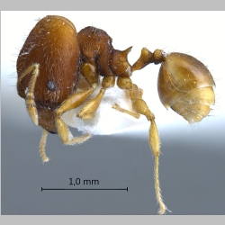 Pheidole tjibodana major Forel, 1905 lateral