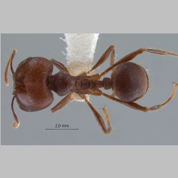 Pheidologeton diversus major Jerdon, 1851 dorsal