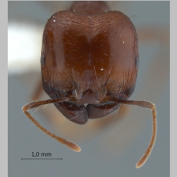 Pheidologeton diversus major Jerdon, 1851 frontal