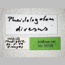 Pheidologeton diversus major Jerdon, 1851 label