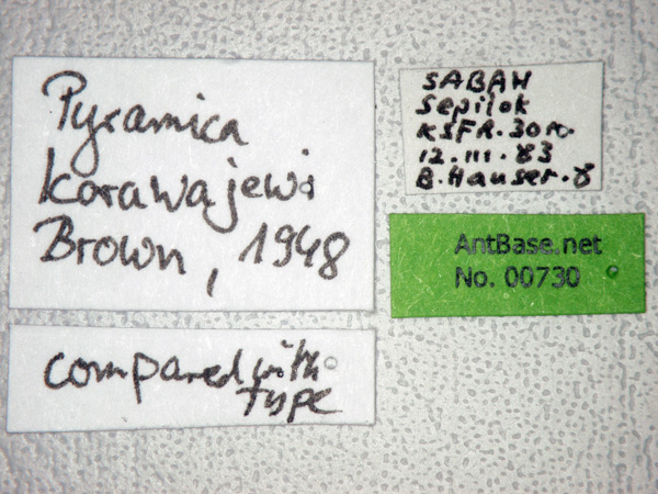 Pyramica karawajewi label