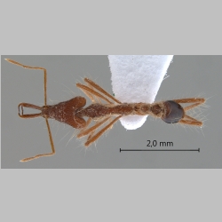 Strumigenys gloriosa Bolton, 2000 dorsal