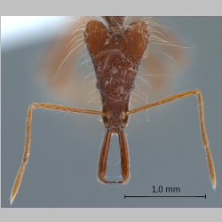 Strumigenys gloriosa Bolton, 2000 frontal