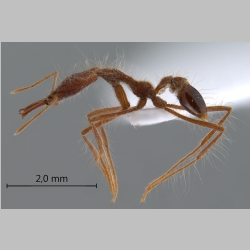 Strumigenys gloriosa Bolton, 2000 lateral