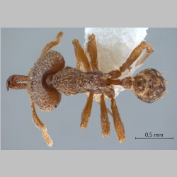 Strumigenys gnathosphax Bolton, 2000 dorsal