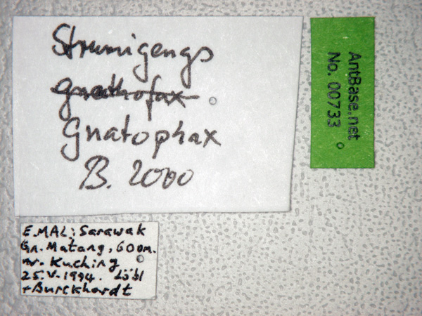 Strumigenys gnathosphax label