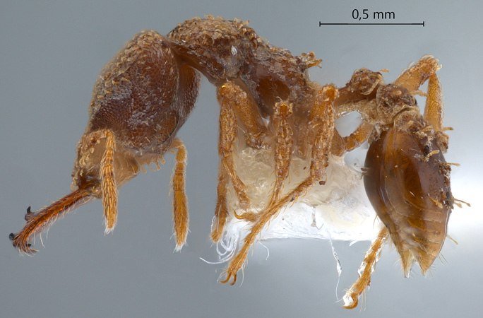 Strumigenys gnathosphax lateral