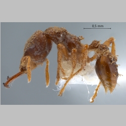 Strumigenys gnathosphax Bolton, 2000 lateral