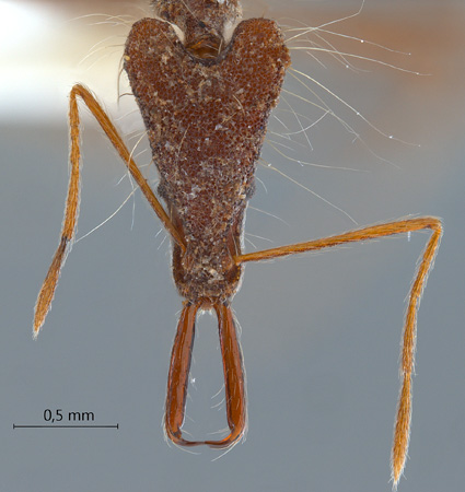 Strumigenys magnifica frontal