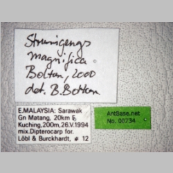 Strumigenys magnifica Bolton, 2000 label
