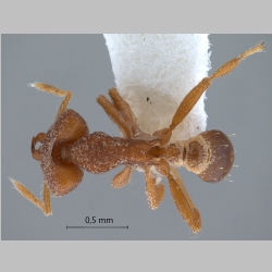 Strumigenys offina Bolton, 2000 dorsal