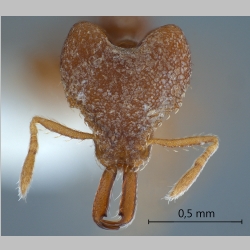 Strumigenys offina Bolton, 2000 frontal