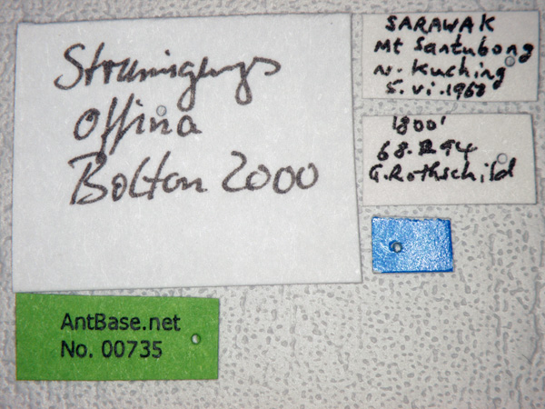 Strumigenys offina label