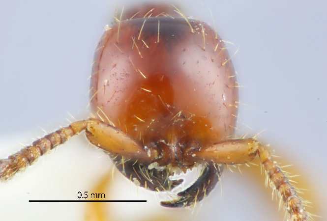 Aenictus doydeei frontal