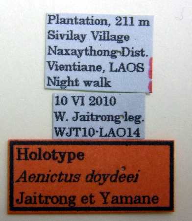 Aenictus doydeei label