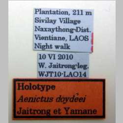 Aenictus doydeei Jaitrong et Yamane, 2011 label