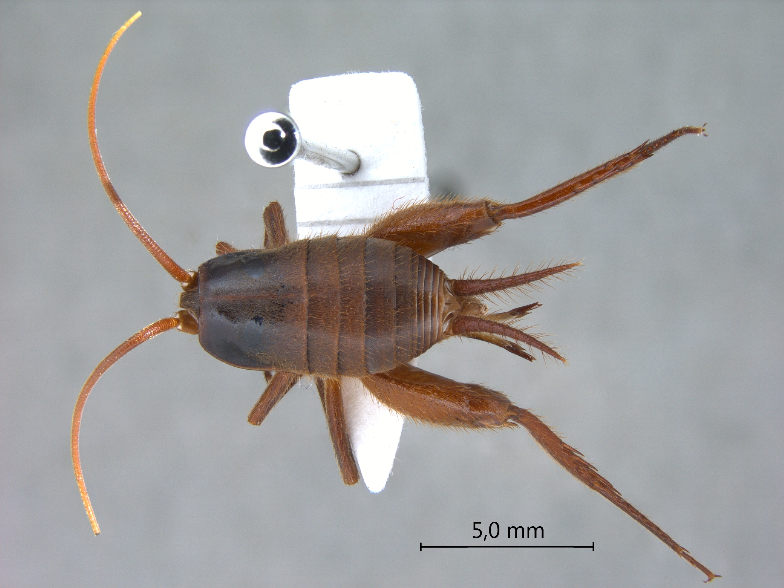 Camponophilus irmi dorsal