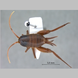 Camponophilus irmi Martin Pfeiffer, 1995 dorsal