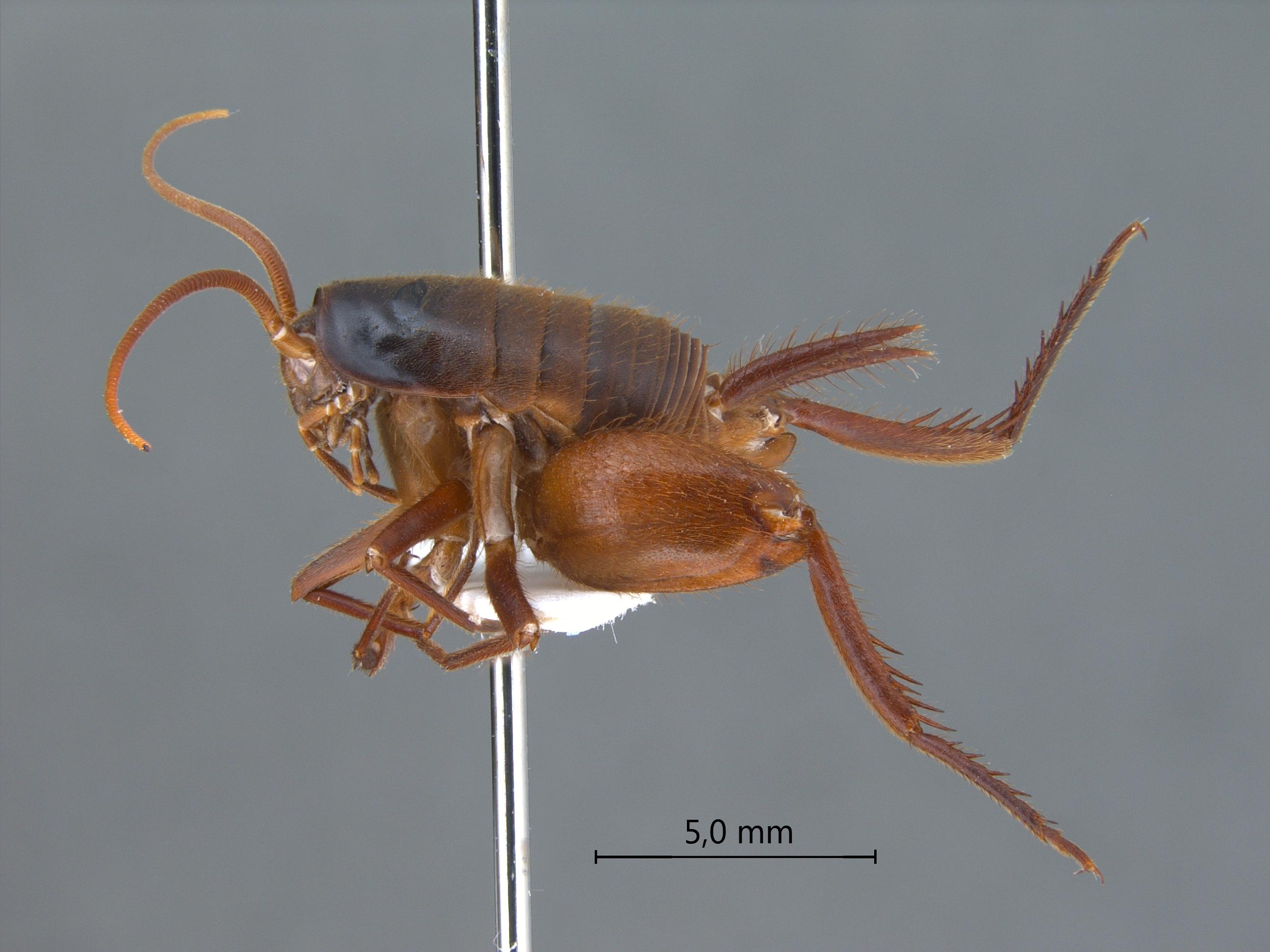 Camponophilus irmi lateral