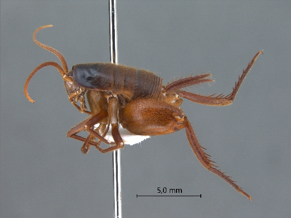 Camponophilus irmi lateral