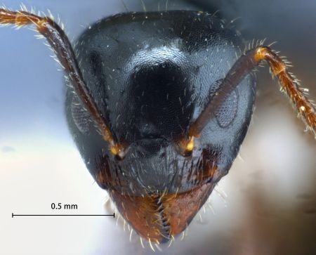 Dolichoderus butteli frontal