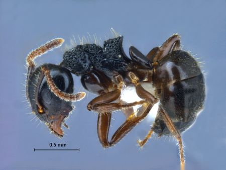 Dolichoderus butteli lateral