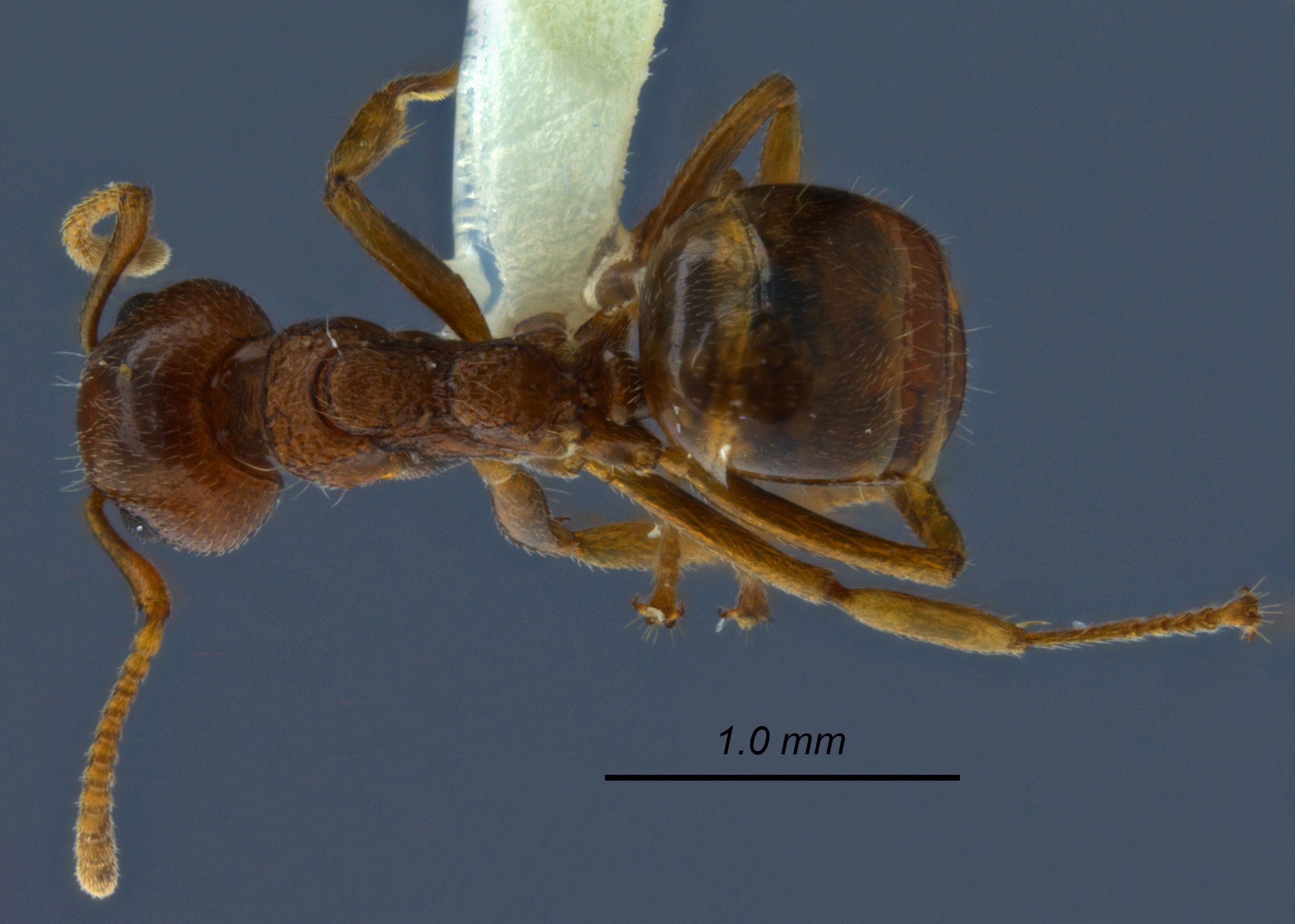 Dolichoderus taprobanae dorsal