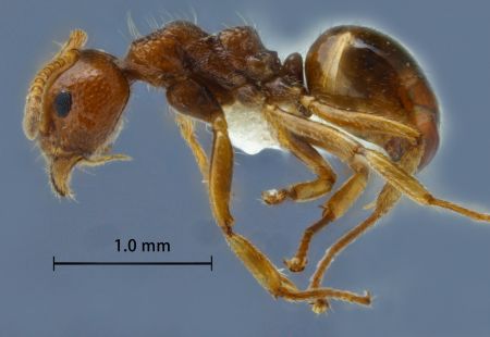 Dolichoderus taprobanae lateral