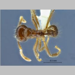 Lophomyrmex lucidus Sk. Yamane, 2010 dorsal