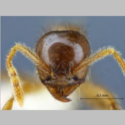 Lophomyrmex lucidus Sk. Yamane, 2010 frontal