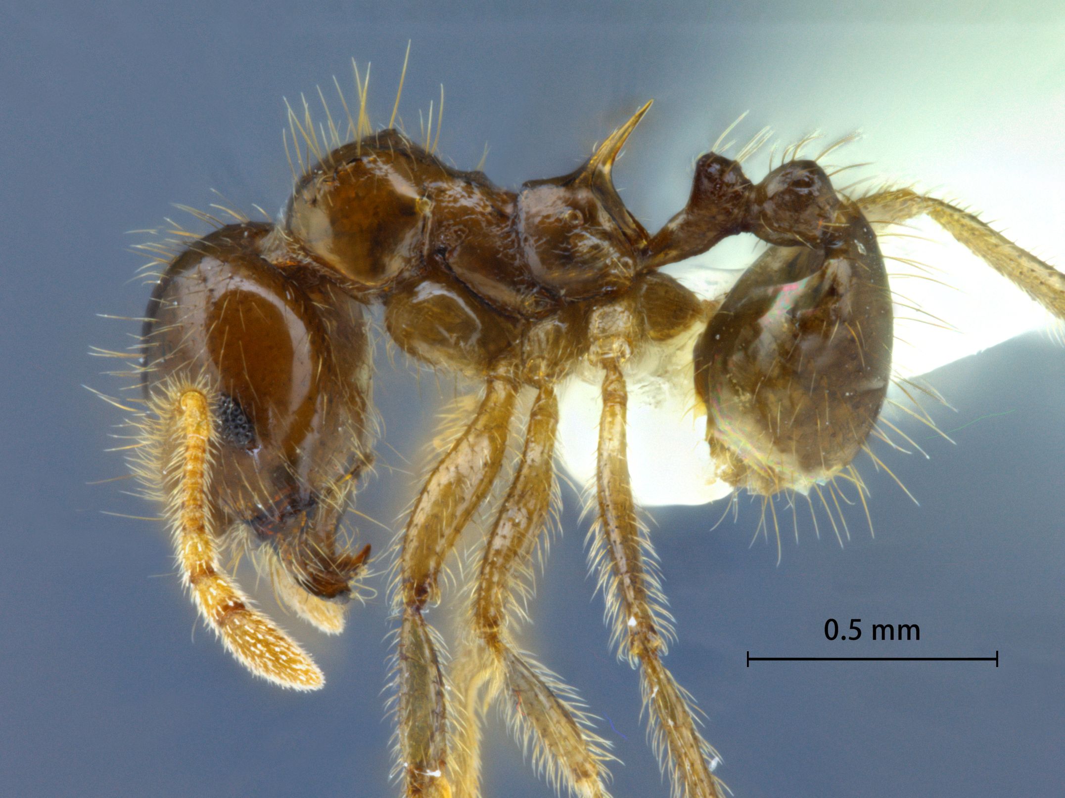 Lophomyrmex lucidus lateral