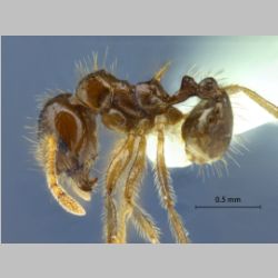 Lophomyrmex lucidus Sk. Yamane, 2010 lateral