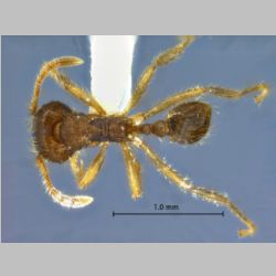 Lophomyrmex opaciceps Sk.Yamane, 2010 dorsal