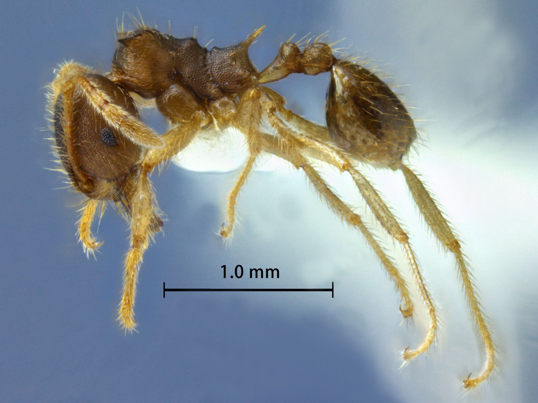 Lophomyrmex opaciceps lateral