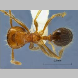 Lophomyrmex quadrispinosus Jerdon, 1851 dorsal