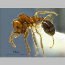 Lophomyrmex quadrispinosus Jerdon, 1851 lateral