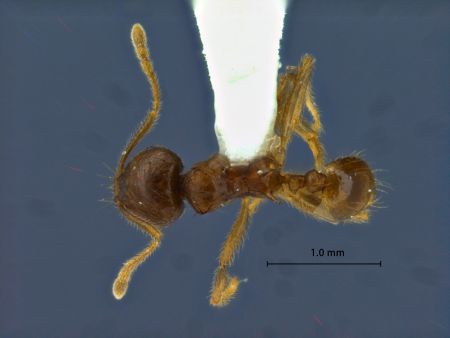 Lophomyrmex striatulus dorsal