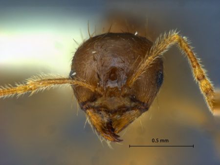 Lophomyrmex striatulus frontal