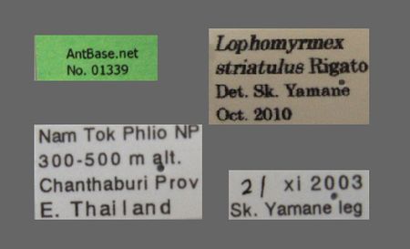 Lophomyrmex striatulus label