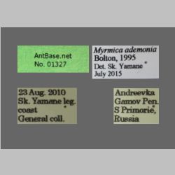 Myrmica ademonia Bolton, 1995 label