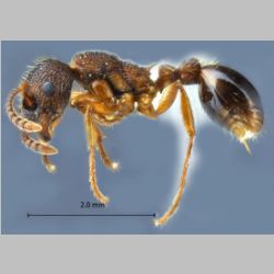 Myrmica ademonia Bolton, 1995 lateral