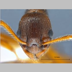 Myrmica arisana Wheeler, 1930 frontal