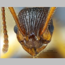 Myrmica draco Radchenko, 2001 frontal