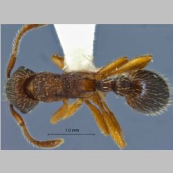 Myrmica excelsa Kupyanskaya, 1990 dorsal